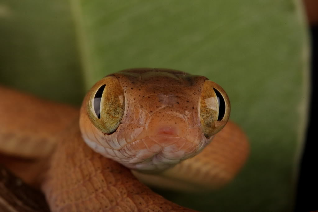 better pictures, Boiga nigriceps. 20120623_0232CR2