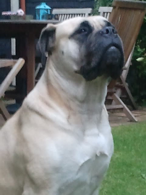 JEN - Bullmastiff - HOMED - Page 4 JEN7