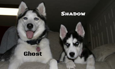 Happy 2nd Birthday, Ghost!  18 Apr 2013 85ced801-eef9-49ab-a499-d82fe0067cd7_zps64d8039a