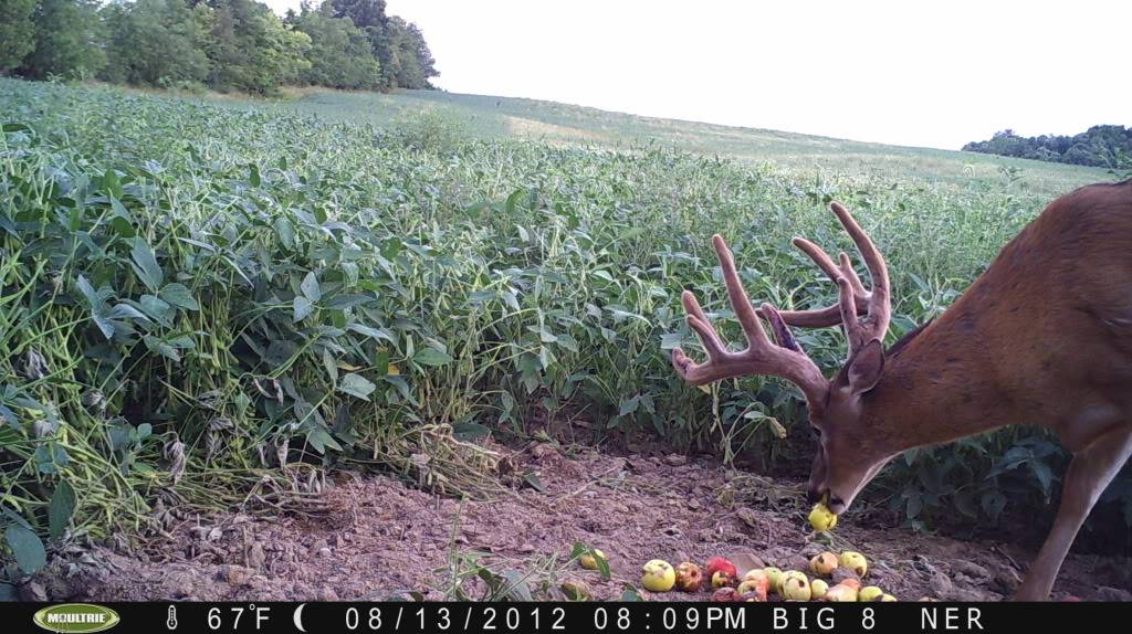 a few buck... stealth cam unit and moultrie m100 PICT0741