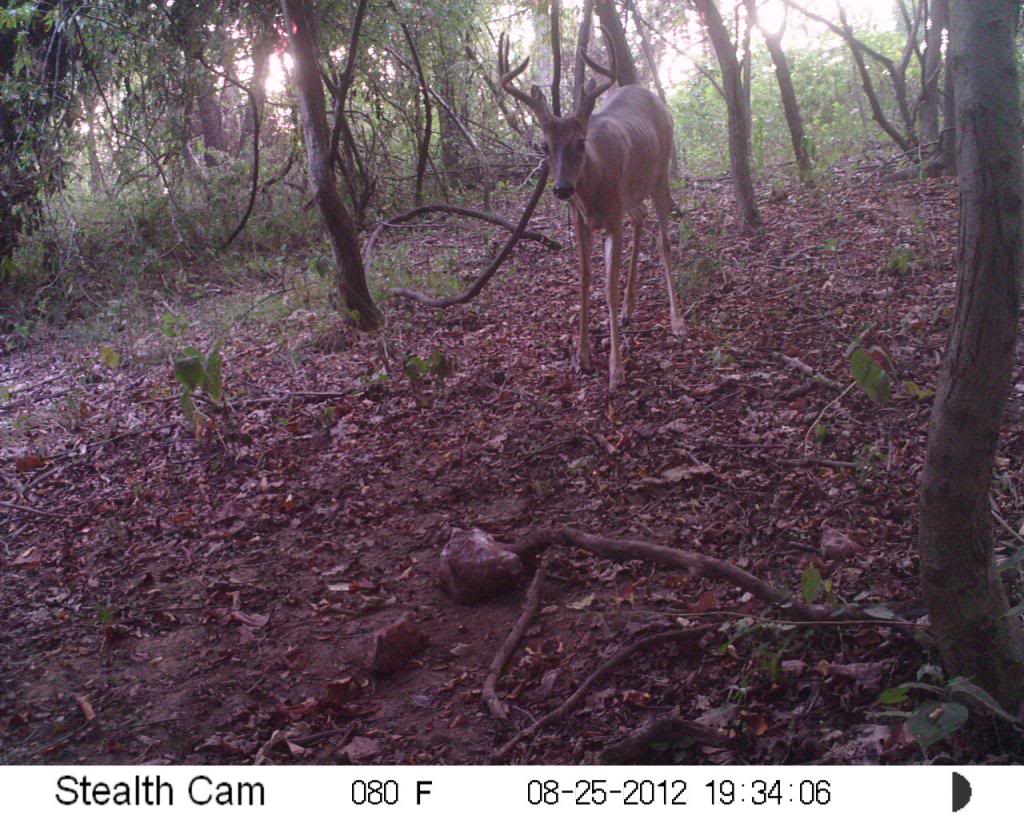 a few buck... stealth cam unit and moultrie m100 SUNP0010