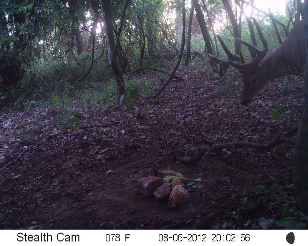 a few buck... stealth cam unit and moultrie m100 SUNP0014