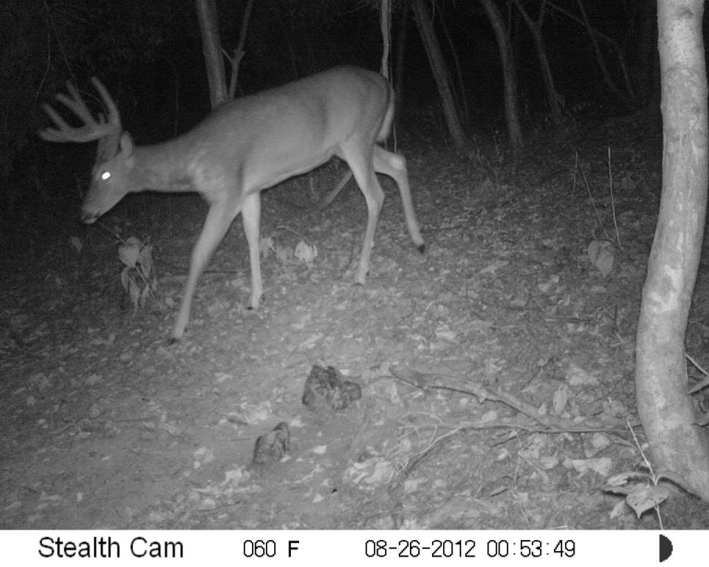 a few buck... stealth cam unit and moultrie m100 SUNP0028-1