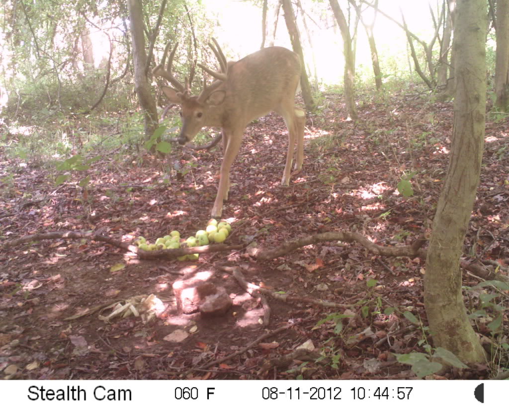 a few buck... stealth cam unit and moultrie m100 SUNP0360