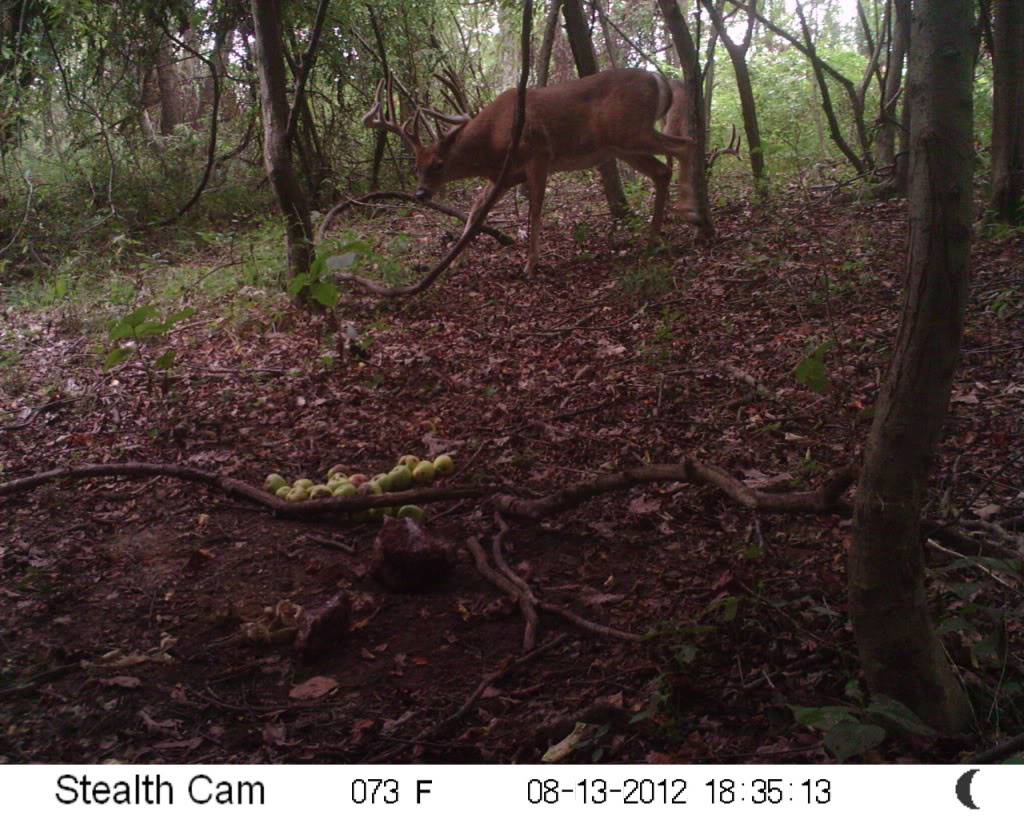 a few buck... stealth cam unit and moultrie m100 SUNP0775