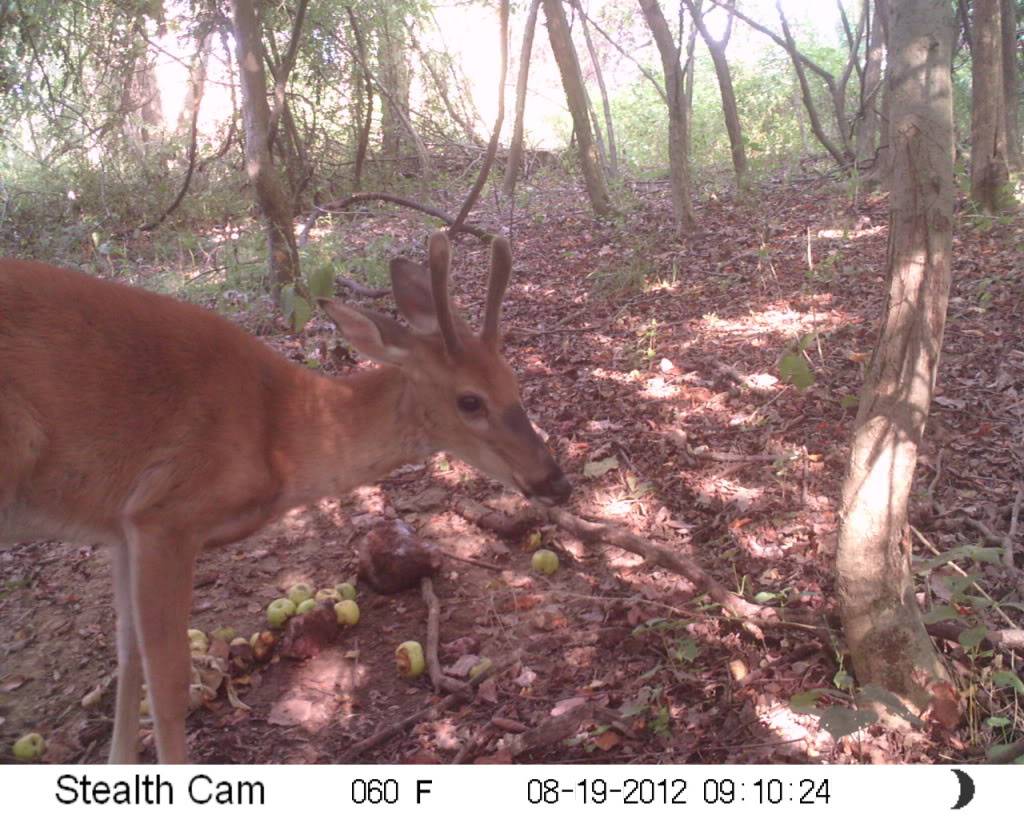 top hit list buck... stealth cam unit SUNP1472