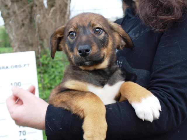 POLGA macho SRD portemédio juvenil _Cachorromepreta