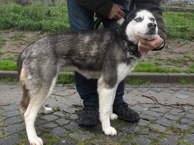 DELORA femea HUSKY porte médio jovem - SUPER URGENTE - CANIL DE ABATE!!! __P3071972