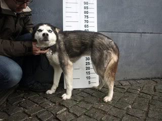 DELORA femea HUSKY porte médio jovem - SUPER URGENTE - CANIL DE ABATE!!! __P3071980