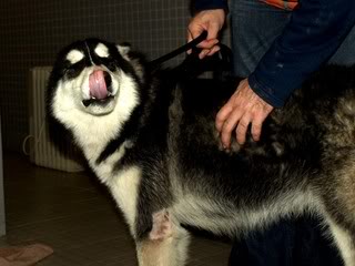 Adish, macho, Husky, porte médio/grande, jovem na ABRA HuskyPB164476