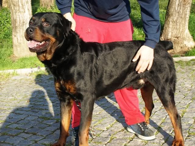 BIG e PITUCHA, Rottweilers h mais de um ano no canil precisam de um dono Braga P3295409Big