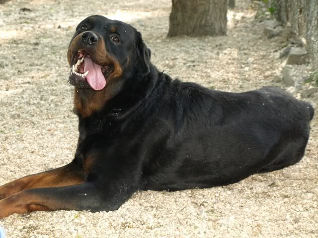 BIG e PITUCHA, Rottweilers h mais de um ano no canil precisam de um dono Braga 1_P6070718