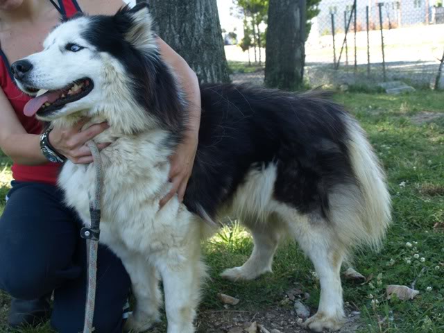 COBBY macho MALAMUTE porte grande jovem - URGENTE - ABRA COBBY1