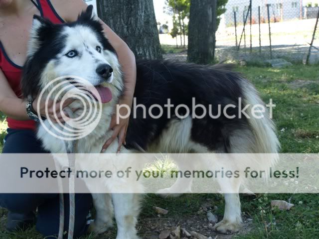 COBBY macho MALAMUTE porte grande jovem - URGENTE - ABRA COBBY3