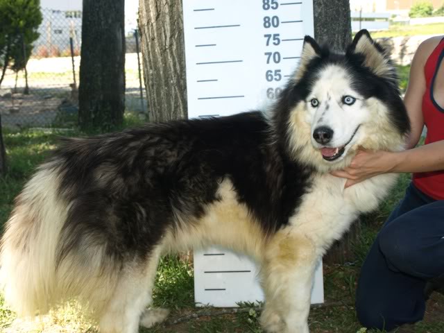 COBBY macho MALAMUTE porte grande jovem - URGENTE - ABRA COBBY4