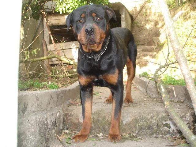 Nero - Rottweiler Nero1_640x480