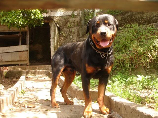 Nero - Rottweiler Nero2_640x480