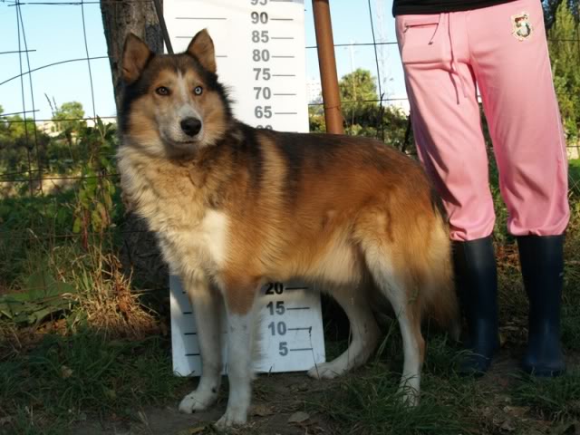 SHAKE macho xCollie xHusky porte grande jovem Shake2