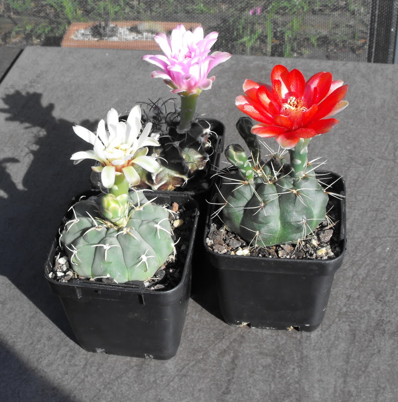 Some Gymnocalycium flowers from summer so far DSCF2274