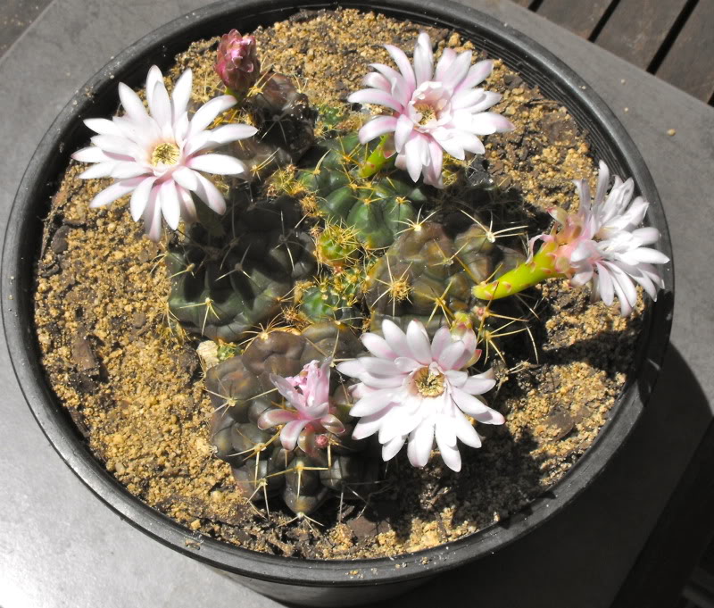 Some Gymnocalycium flowers from summer so far DSCF2280