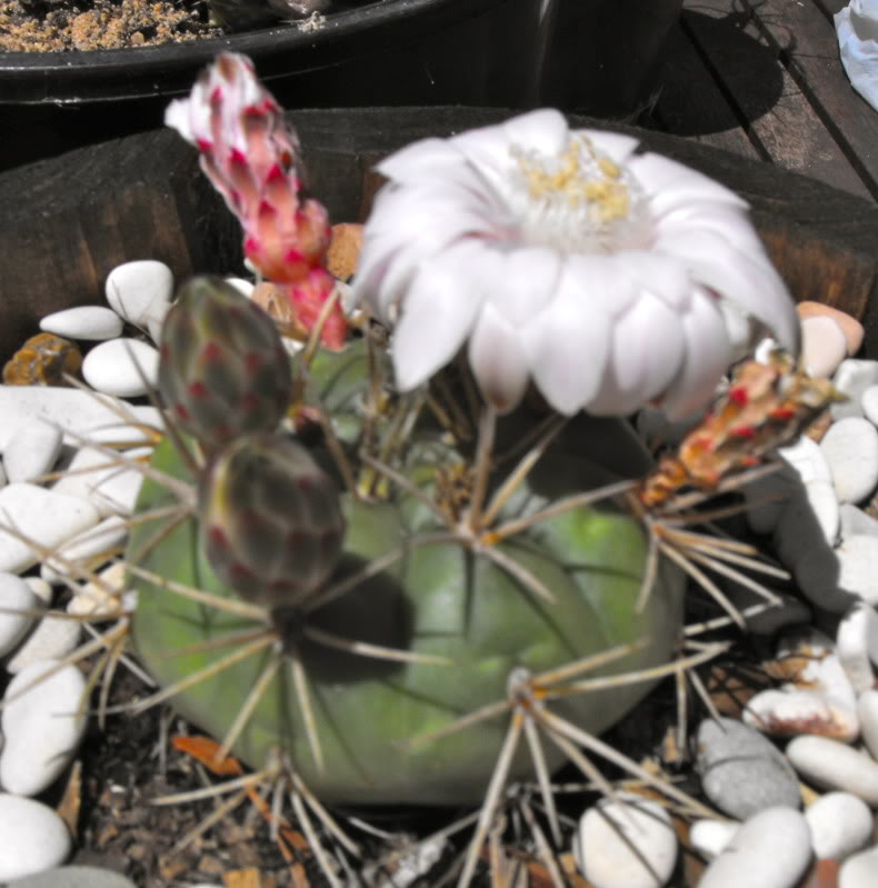 Some Gymnocalycium flowers from summer so far DSCF2298