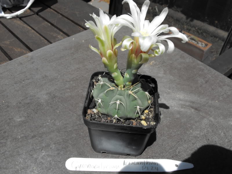 Some Gymnocalycium flowers from summer so far DSCF2299