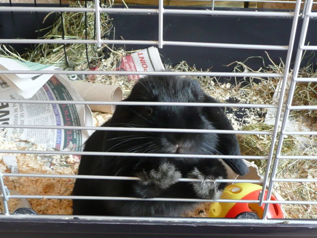 Just Because Mummy Wouldn't Give Me Pellets P1010907