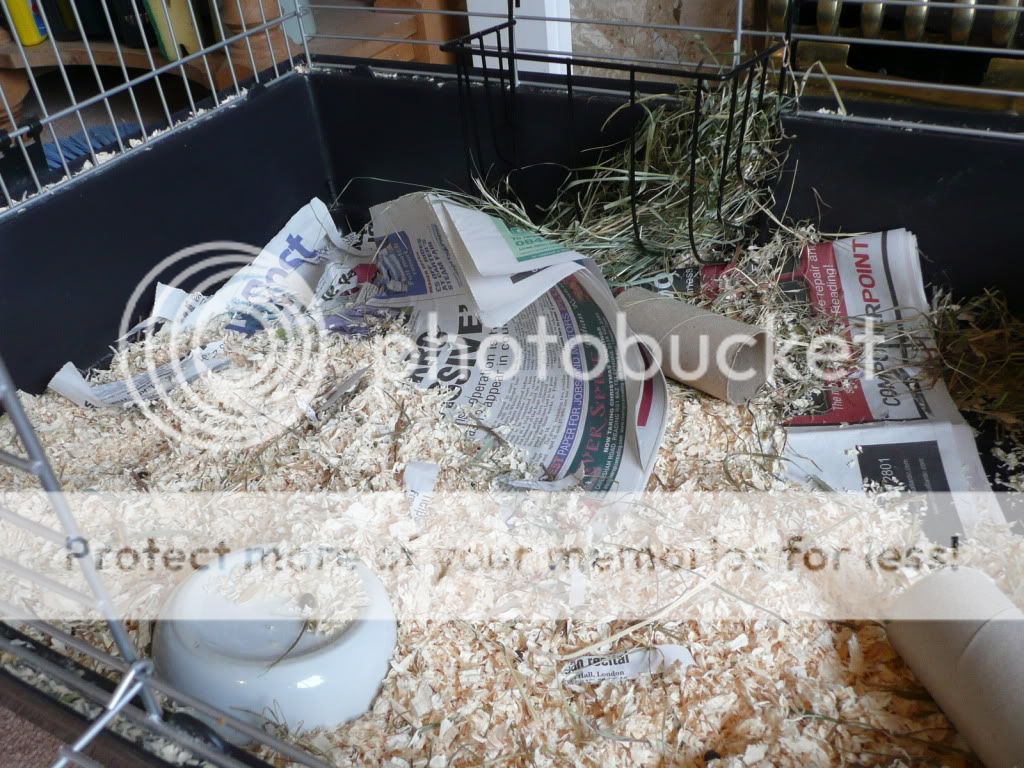 Just Because Mummy Wouldn't Give Me Pellets P1010909