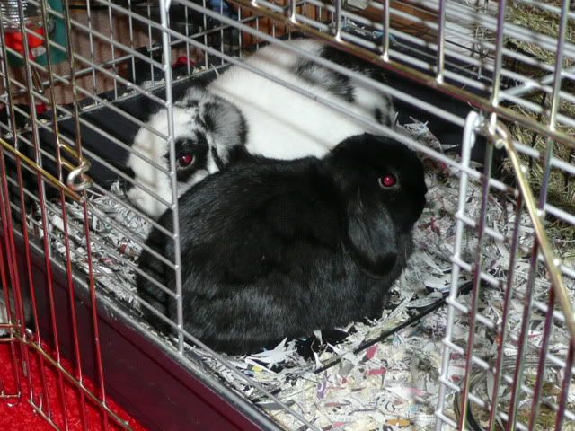 Bunny Rescue Day! UD Tues pm - I now have 2 buns! Pics P19  - Page 8 P1020120