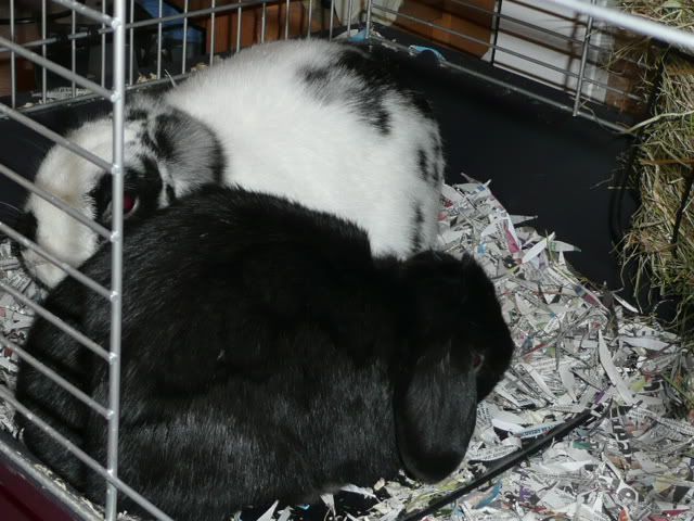 Bunny Rescue Day! UD Tues pm - I now have 2 buns! Pics P19  - Page 8 P1020121