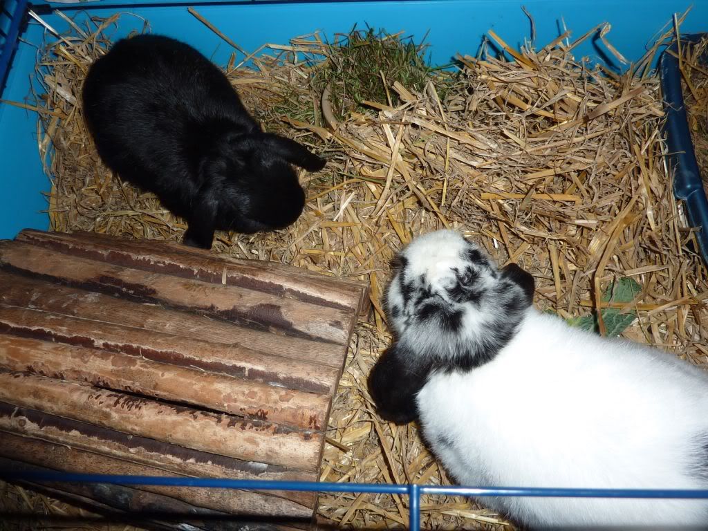 Bunny Rescue Day! UD Tues pm - I now have 2 buns! Pics P19  - Page 5 P1020819