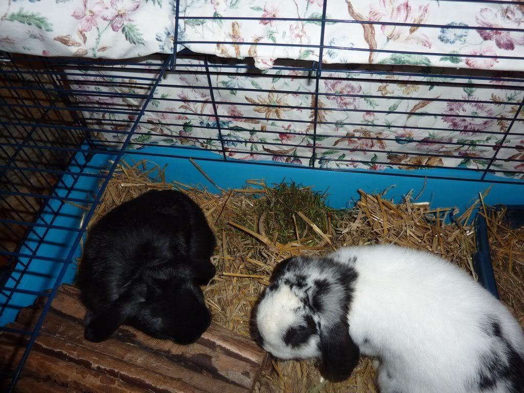 Bunny Rescue Day! UD Tues pm - I now have 2 buns! Pics P19  - Page 5 P1020822