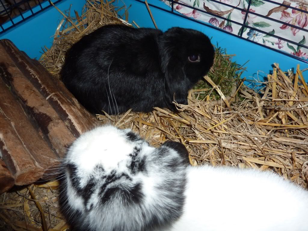 Bunny Rescue Day! UD Tues pm - I now have 2 buns! Pics P19  - Page 5 P1020824