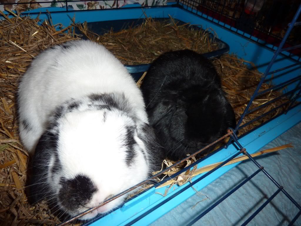 Bunny Rescue Day! UD Tues pm - I now have 2 buns! Pics P19  - Page 5 P1020833