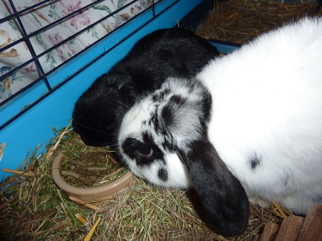 Bunny Rescue Day! UD Tues pm - I now have 2 buns! Pics P19  - Page 5 P1020837