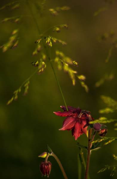 en retard, mais fleurs quand-même Eos1w