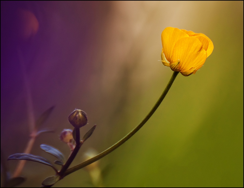 Bouton d'or Fouillis-BorderMaker