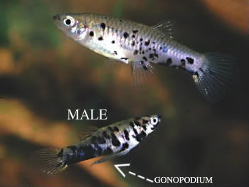 How to sex Guppies & Mollies Phalloceros_caudimaculatus-1