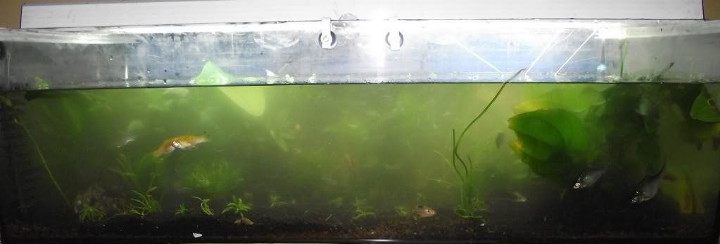 Mi nuevo 160L Plantas3