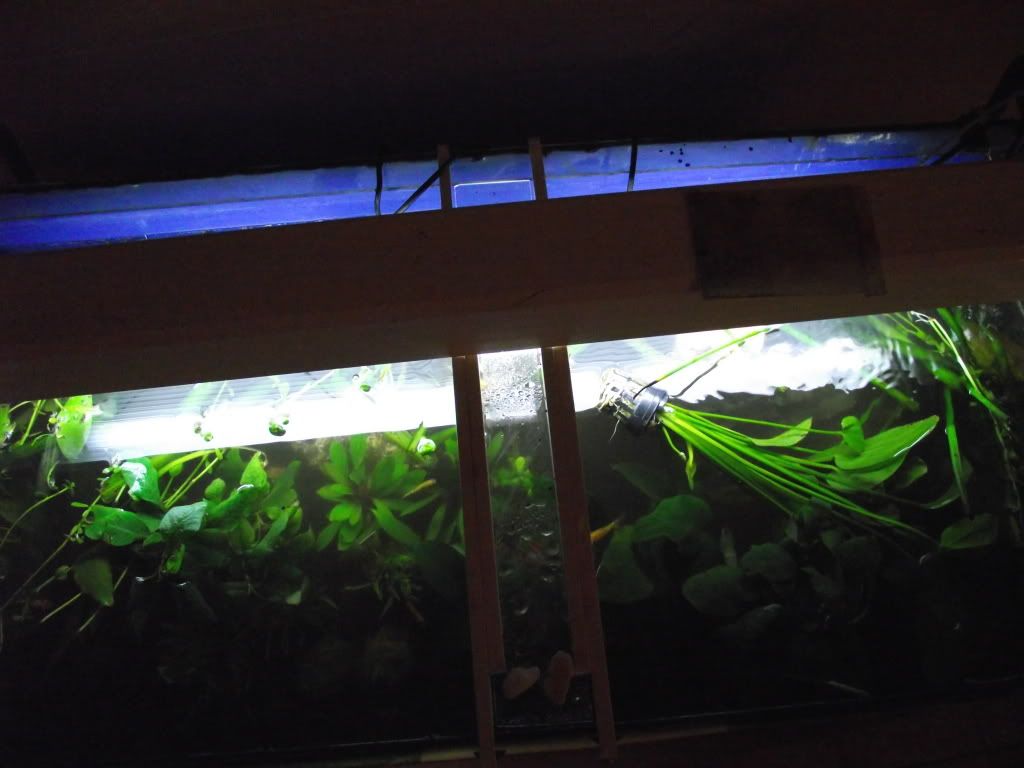 Mi nuevo 160L Plantas2