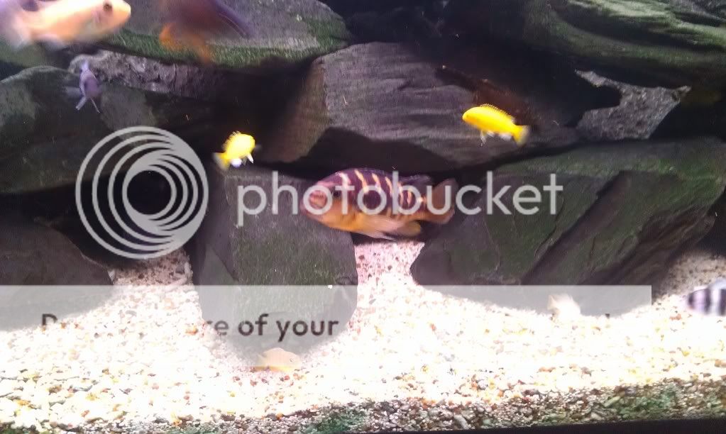 **SOLD**Large breeding pair of Bumblebee cichlid/Pseudotropheus crabro**SOLD** IMAG0140