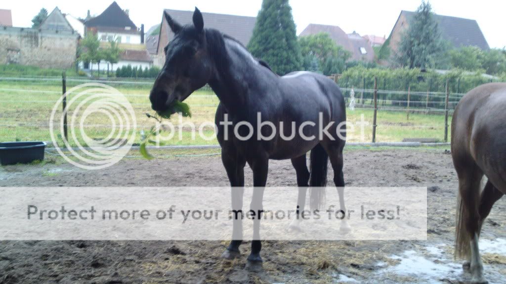 Silvana und Felix 06062010132