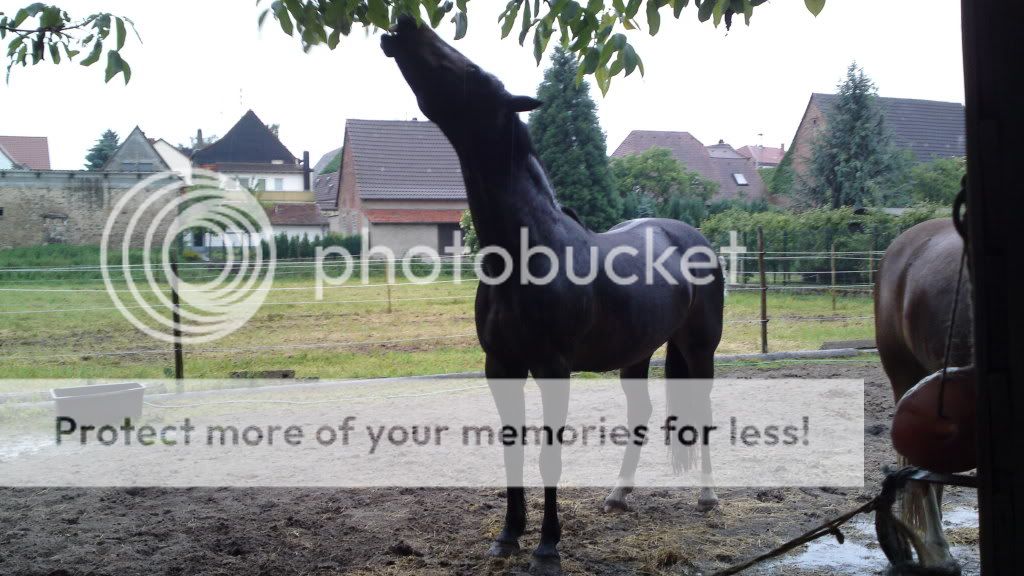 Silvana und Felix 06062010134