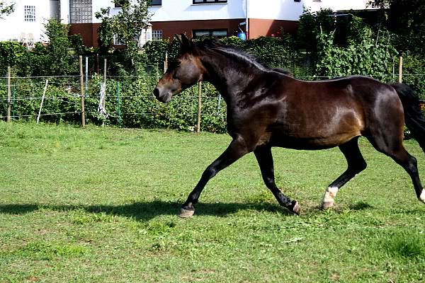 Silvana und Felix DnemarkundTopHorse528_bearbeitet-Kopie