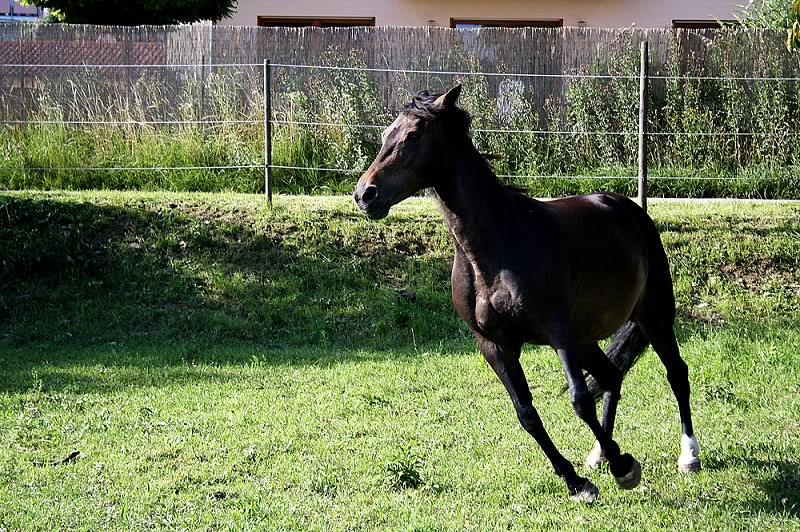 Silvana und Felix DnemarkundTopHorse538_bearbeitet-Kopie