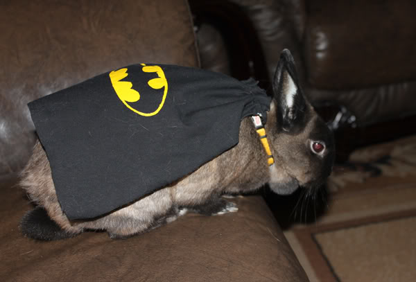 Totally batman aka ''The Kevo thread'' - Page 2 Bunny