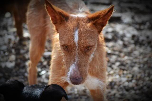 gatos - *AMIGO (enero 2012), precioso podenco en adopcion, se lleva bien con perros y gatos. Es muy miedoso. Seria ideal para el casa de campo o chalet donde tengan otros perros. Solo en adopcion en la comunidad de Madrid. AXLA Madrid (PE) Amigoo_zps5d89275e