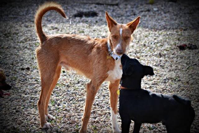 gatos - *AMIGO (enero 2012), precioso podenco en adopcion, se lleva bien con perros y gatos. Es muy miedoso. Seria ideal para el casa de campo o chalet donde tengan otros perros. Solo en adopcion en la comunidad de Madrid. AXLA Madrid (PE) Amigooo_zpsf222a41b