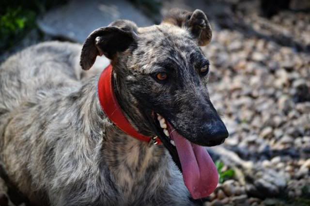 galgo - *ADOPTADO!! BUFÓN (octubre 2011), galgo pelo duro en adopcion. (Preferiblemente en adopcion en la comunidad de Madrid). AXLA Madrid (PE) Bufon_zps2c8271e9