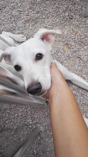 galgo - SOLUCIONADO¡¡¡¡¡¡    Copo (enero 2014 aprox.), necesita ACOGIDA TEMPORAL urgente en Madrid o adopción definitiva. Es un cachorro de tamaño mediano cruce de galgo. (PE) IMG_20140918_110107_zpsd2df8ff8